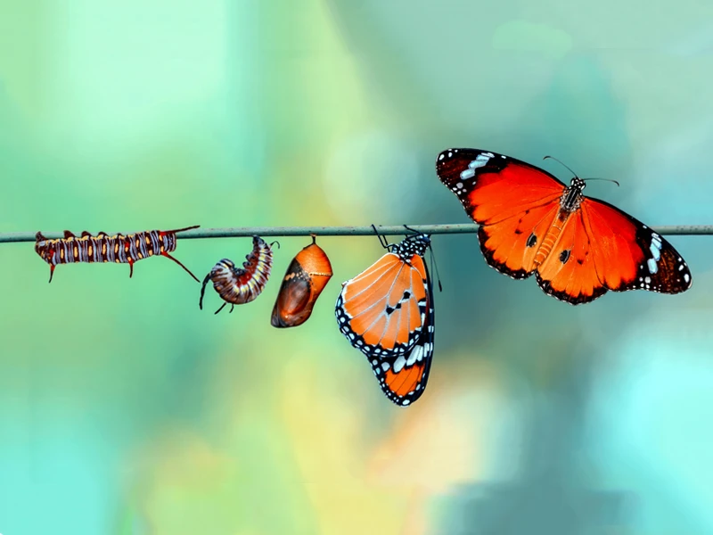 Strepto-Transfo-Abend Schmetterling Raupe